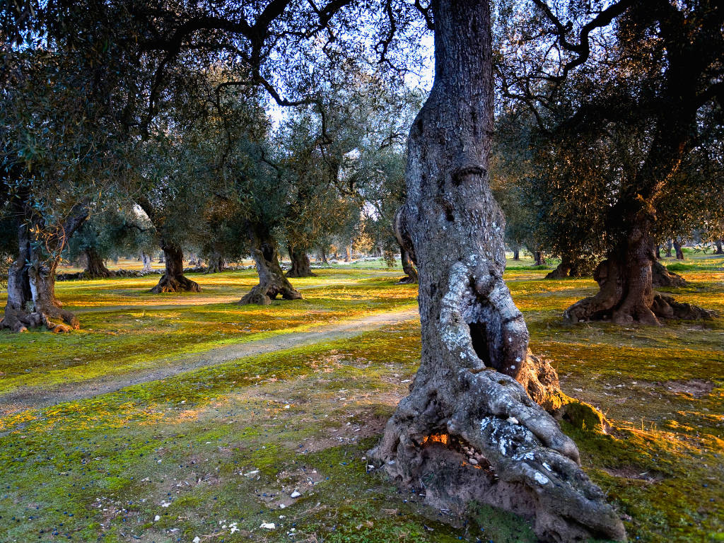 Gli Ulivi millenari della Puglia