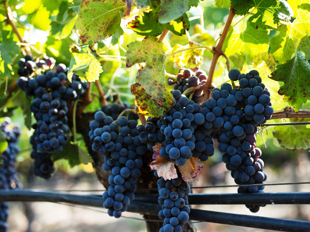 Uva e vini andini, il Cile da gustare