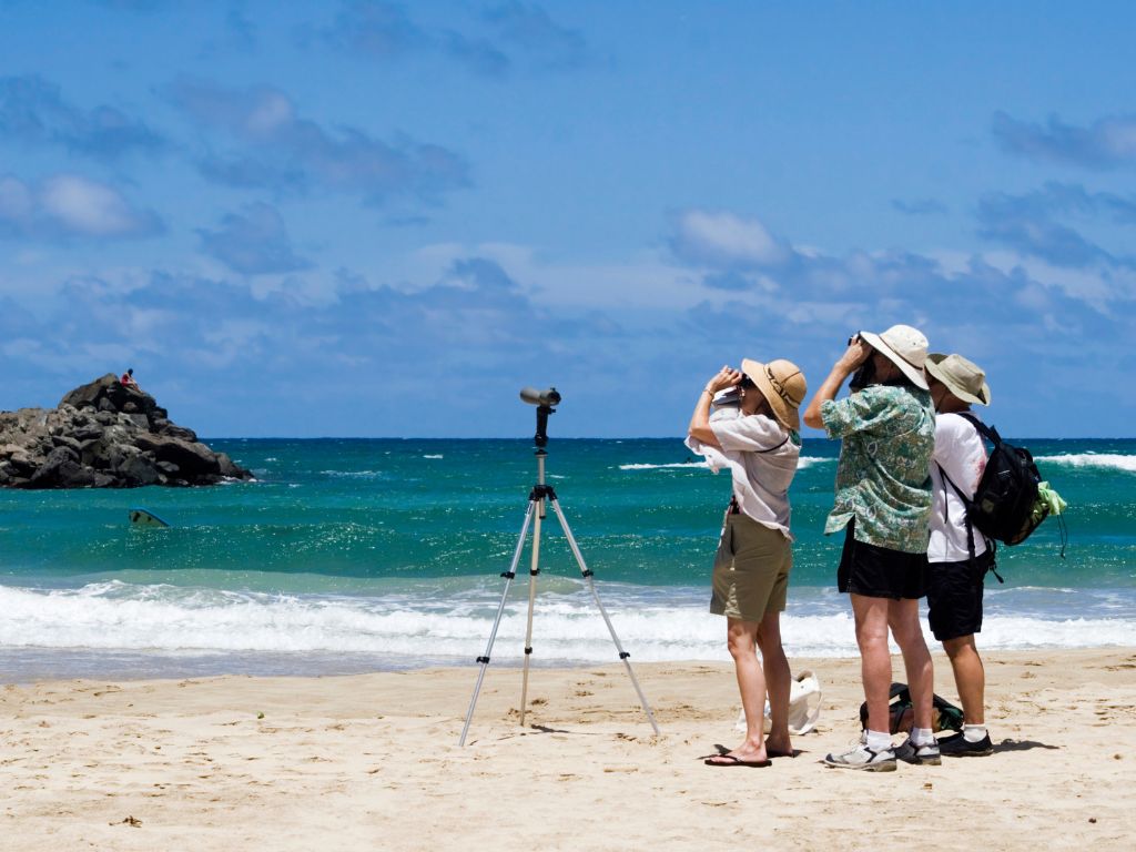 Birdwatching a Praslin: Seychelles.